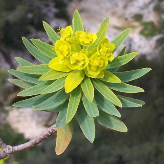 Euphorbia Dendroides