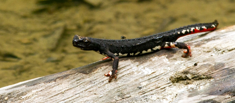 Salamandrina perspicillata (Salamandrina dagli occhiali).